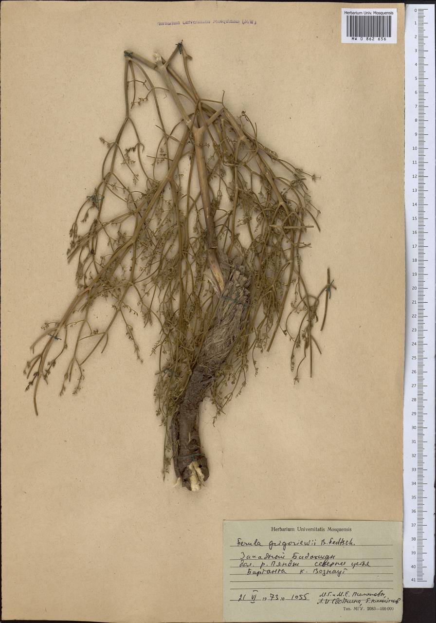 Ferula grigoriewii B. Fedtsch., Middle Asia, Pamir & Pamiro-Alai (M2) (Tajikistan)