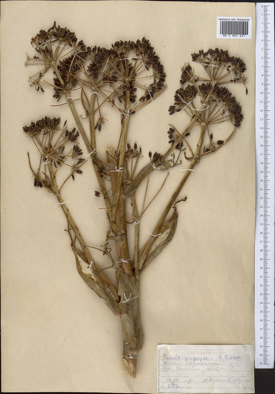 Ferula grigoriewii B.Fedtsch., Middle Asia, Pamir & Pamiro-Alai (M2) (Tajikistan)