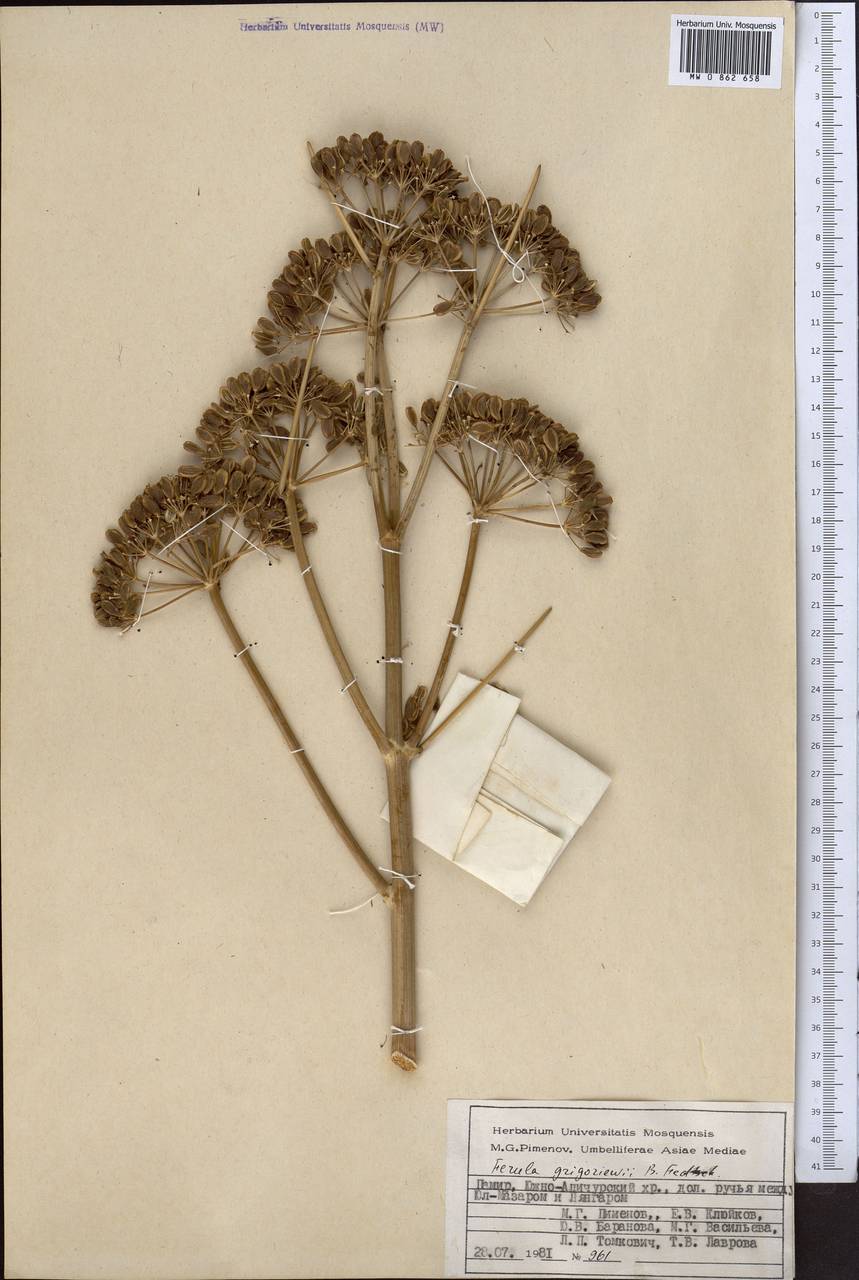 Ferula grigoriewii B.Fedtsch., Middle Asia, Pamir & Pamiro-Alai (M2) (Tajikistan)