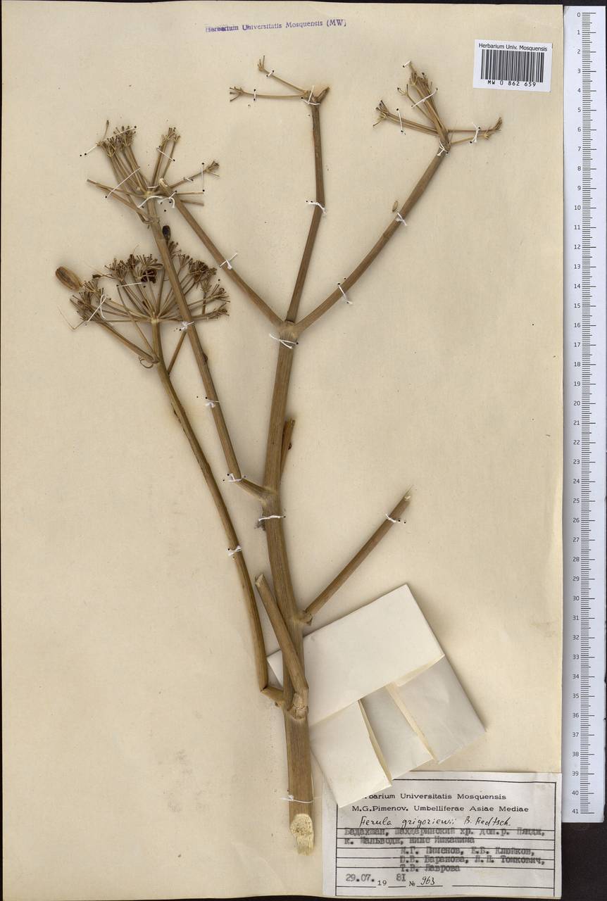 Ferula grigoriewii B.Fedtsch., Middle Asia, Pamir & Pamiro-Alai (M2) (Tajikistan)