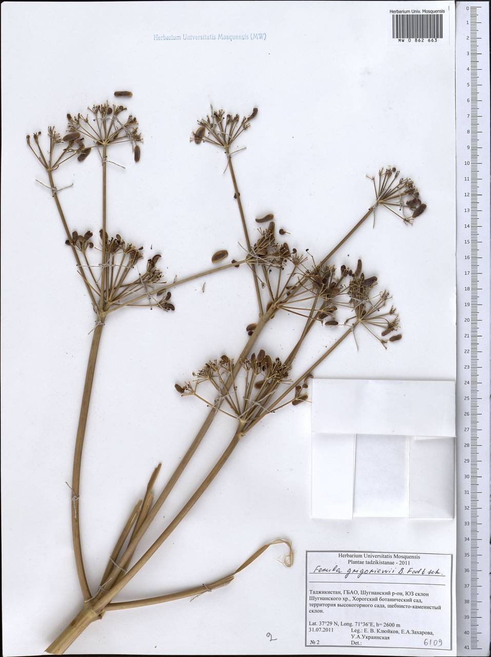 Ferula grigoriewii B. Fedtsch., Middle Asia, Pamir & Pamiro-Alai (M2) (Tajikistan)