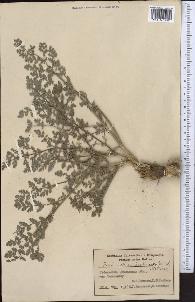 Ferula dshizakensis Korovin, Middle Asia, Pamir & Pamiro-Alai (M2) (Uzbekistan)