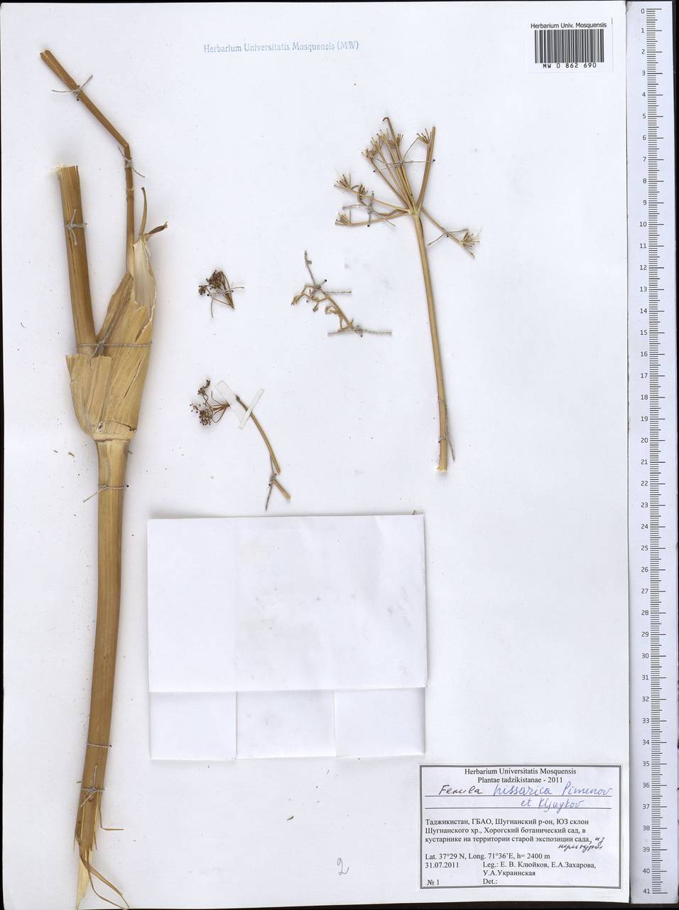 Ferula hissarica Pimenov & Kljuykov, Middle Asia, Pamir & Pamiro-Alai (M2) (Tajikistan)