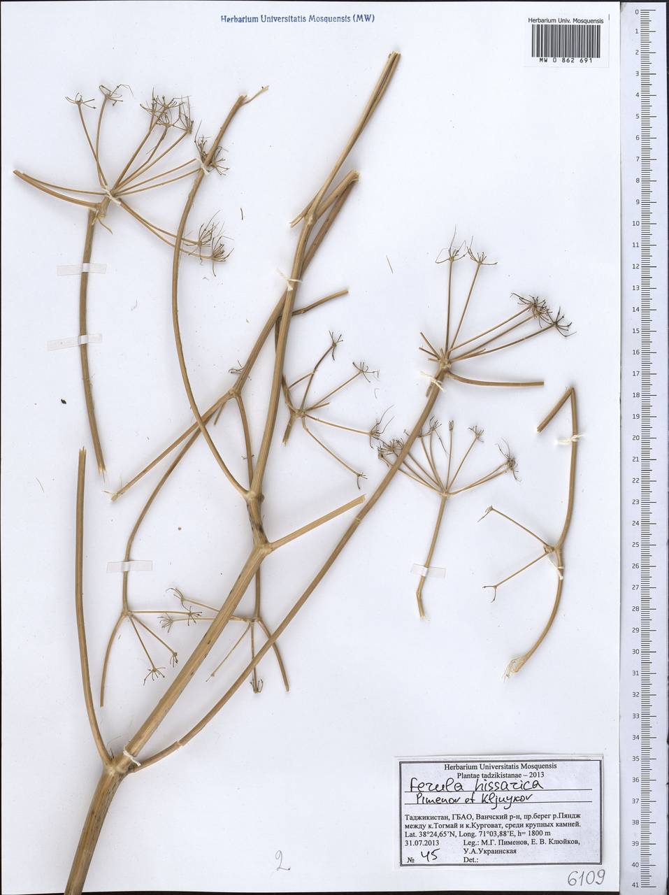 Ferula hissarica Pimenov & Kljuykov, Middle Asia, Pamir & Pamiro-Alai (M2) (Tajikistan)