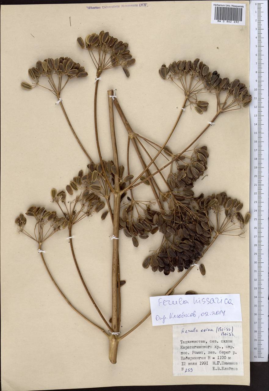 Ferula hissarica Pimenov & Kljuykov, Middle Asia, Pamir & Pamiro-Alai (M2) (Tajikistan)