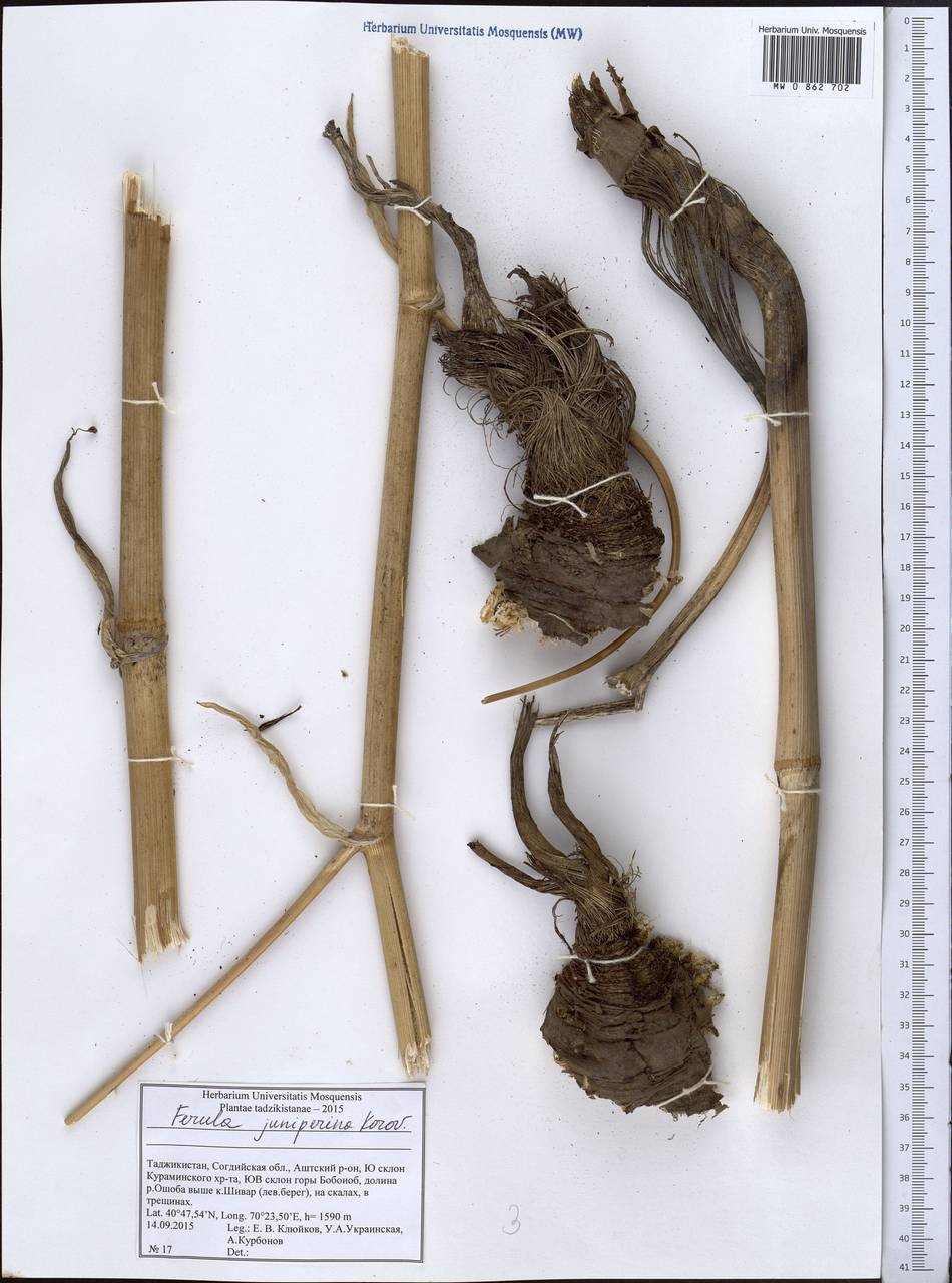 Ferula juniperina Forovin, Middle Asia, Western Tian Shan & Karatau (M3) (Tajikistan)