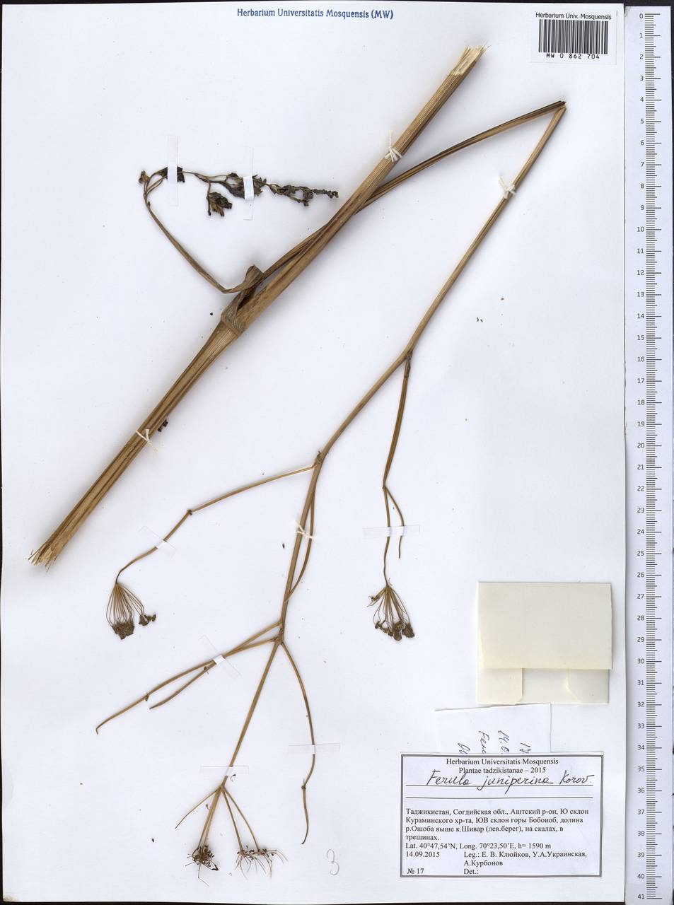 Ferula juniperina Forovin, Middle Asia, Western Tian Shan & Karatau (M3) (Tajikistan)