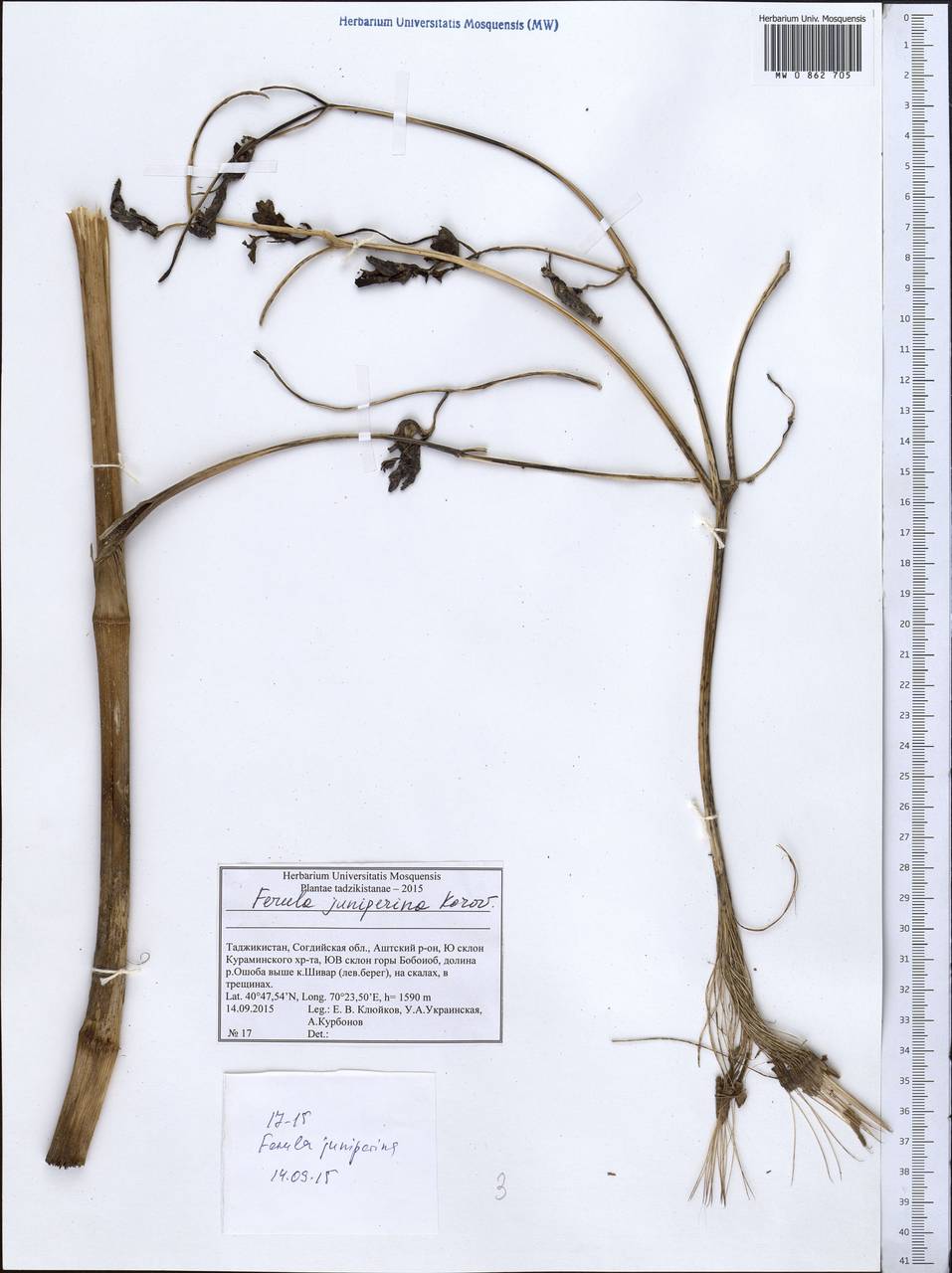 Ferula juniperina Forovin, Middle Asia, Western Tian Shan & Karatau (M3) (Tajikistan)