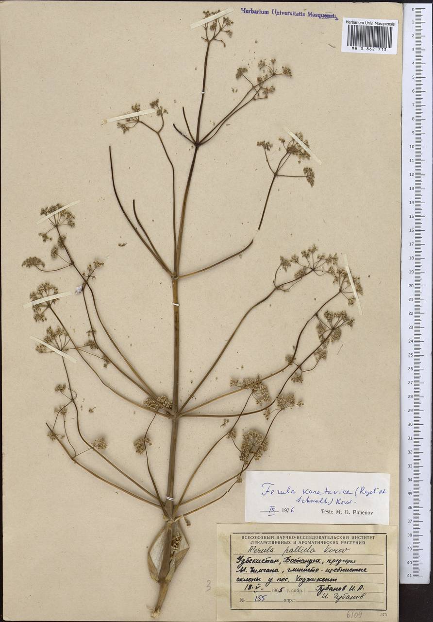 Ferula karatavica Regel & Schmalh., Middle Asia, Western Tian Shan & Karatau (M3) (Uzbekistan)