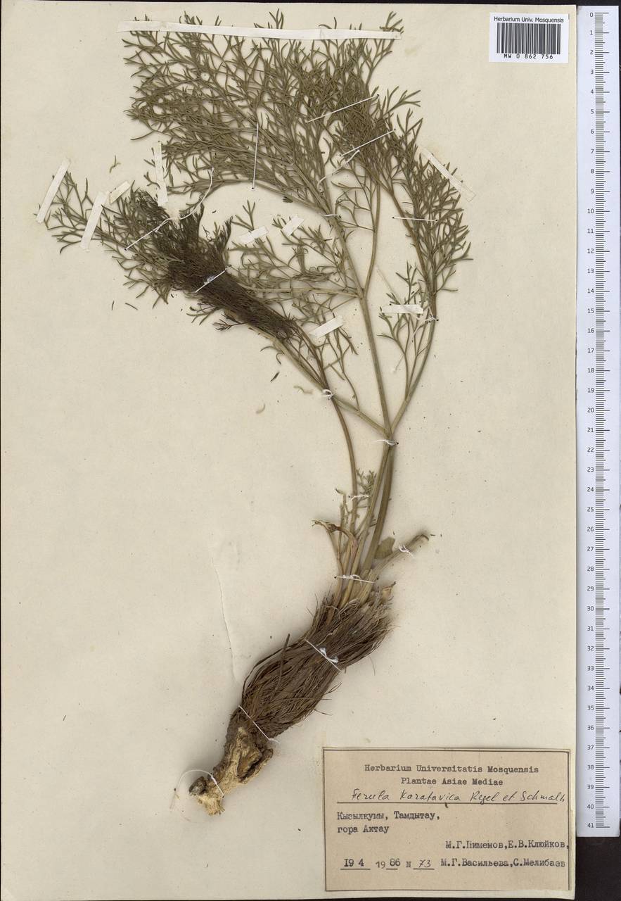 Ferula karatavica Regel & Schmalh., Middle Asia, Syr-Darian deserts & Kyzylkum (M7) (Uzbekistan)