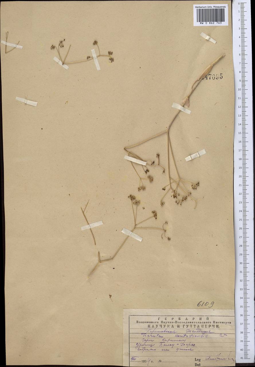 Ferula karataviensis (Regel & Schmalh.) Korovin, Middle Asia, Western Tian Shan & Karatau (M3) (Kazakhstan)