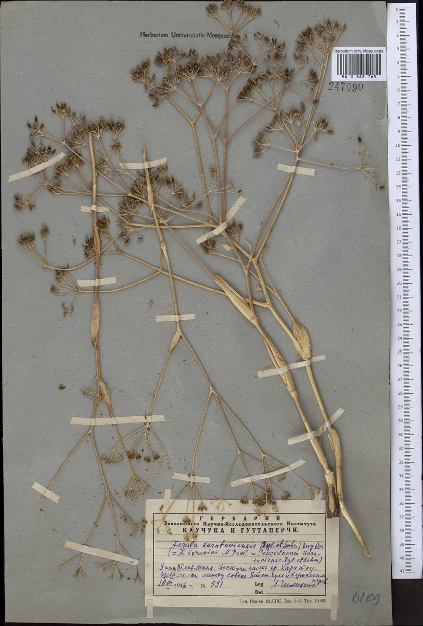 Ferula karataviensis (Regel & Schmalh.) Korovin, Middle Asia, Western Tian Shan & Karatau (M3) (Kazakhstan)