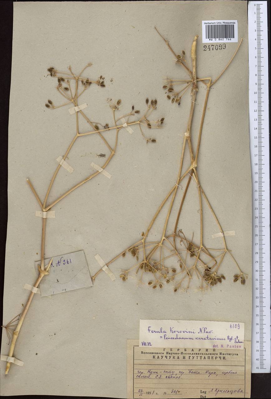 Ferula karataviensis (Regel & Schmalh.) Korovin, Middle Asia, Western Tian Shan & Karatau (M3) (Kazakhstan)