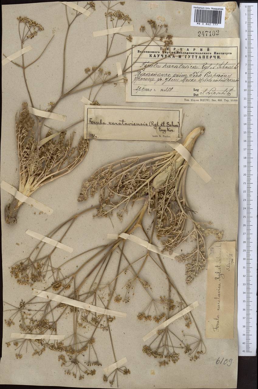 Ferula karataviensis (Regel & Schmalh.) Korovin, Middle Asia, Western Tian Shan & Karatau (M3) (Kazakhstan)