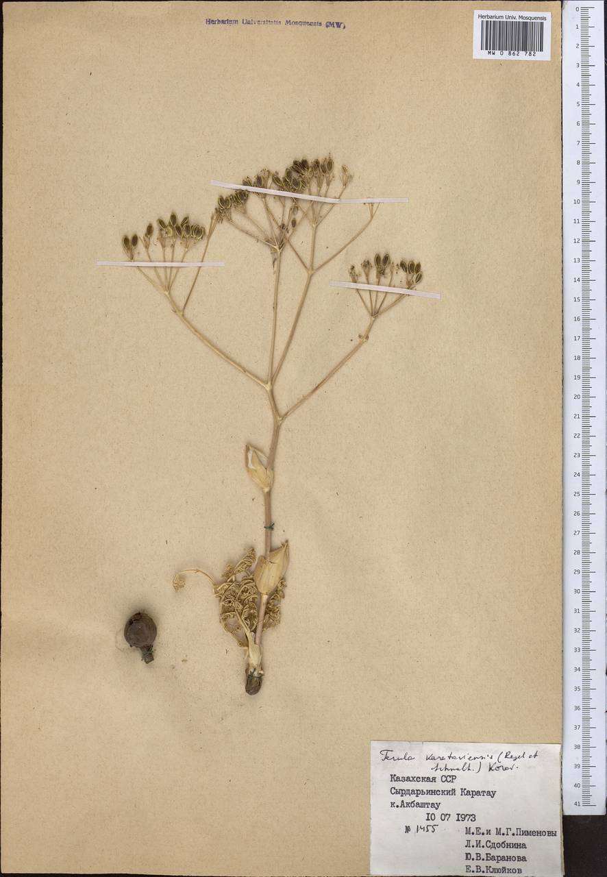 Ferula karataviensis (Regel & Schmalh.) Korovin, Middle Asia, Western Tian Shan & Karatau (M3) (Kazakhstan)