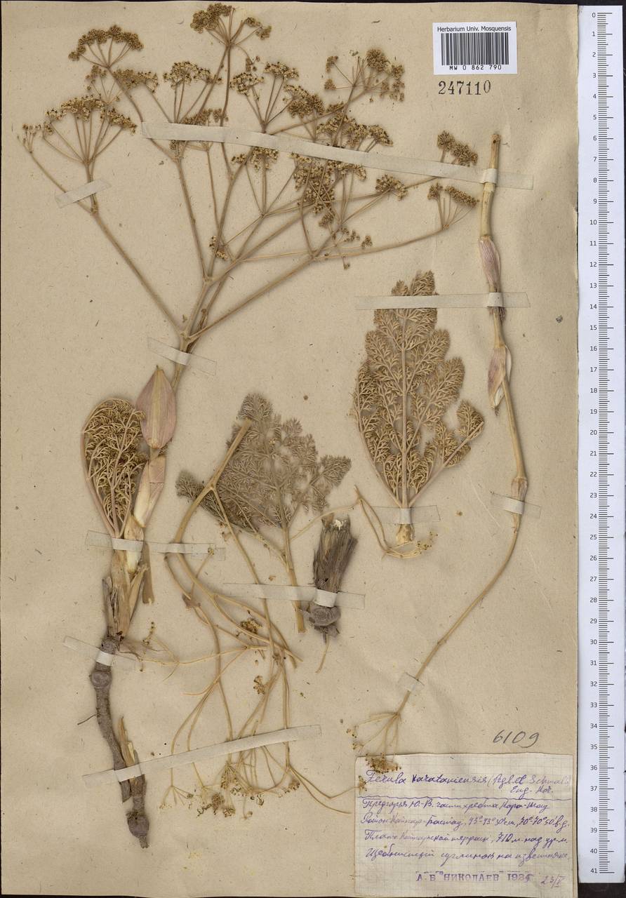 Ferula karataviensis (Regel & Schmalh.) Korovin, Middle Asia, Western Tian Shan & Karatau (M3) (Kazakhstan)