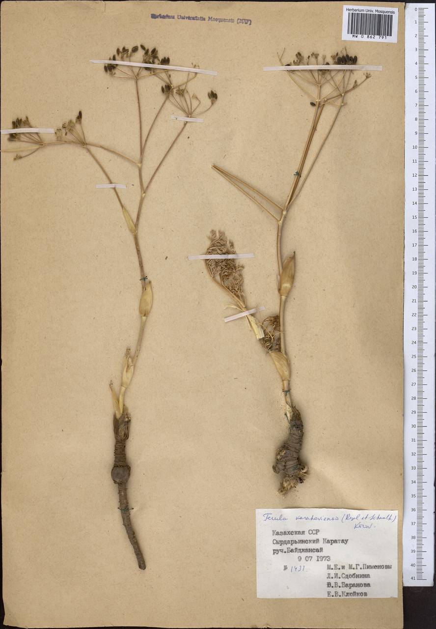 Ferula karataviensis (Regel & Schmalh.) Korovin, Middle Asia, Western Tian Shan & Karatau (M3) (Kazakhstan)