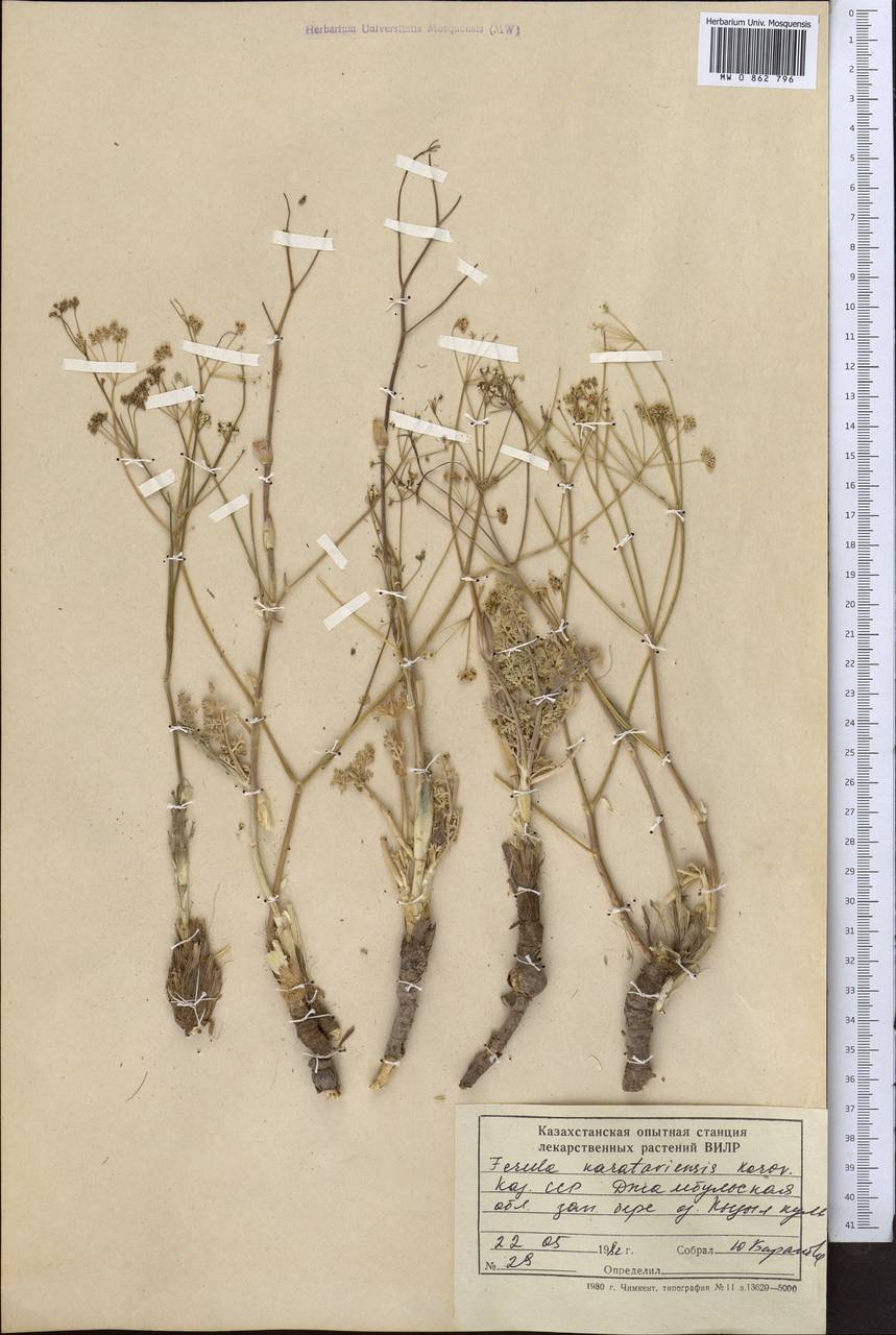 Ferula karataviensis (Regel & Schmalh.) Korovin, Middle Asia, Western Tian Shan & Karatau (M3) (Kazakhstan)