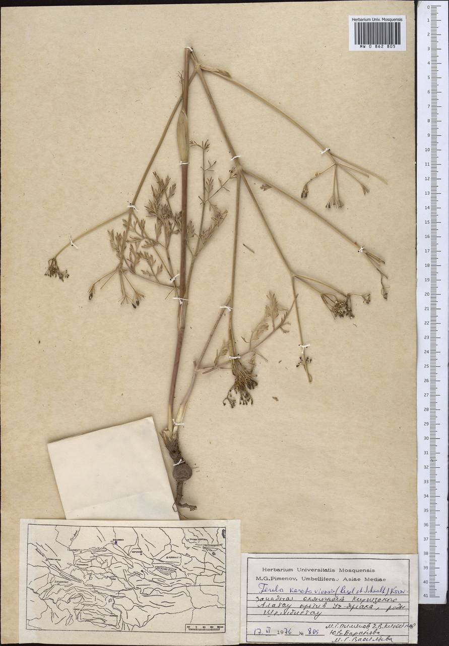 Ferula karataviensis (Regel & Schmalh.) Korovin, Middle Asia, Western Tian Shan & Karatau (M3) (Kazakhstan)