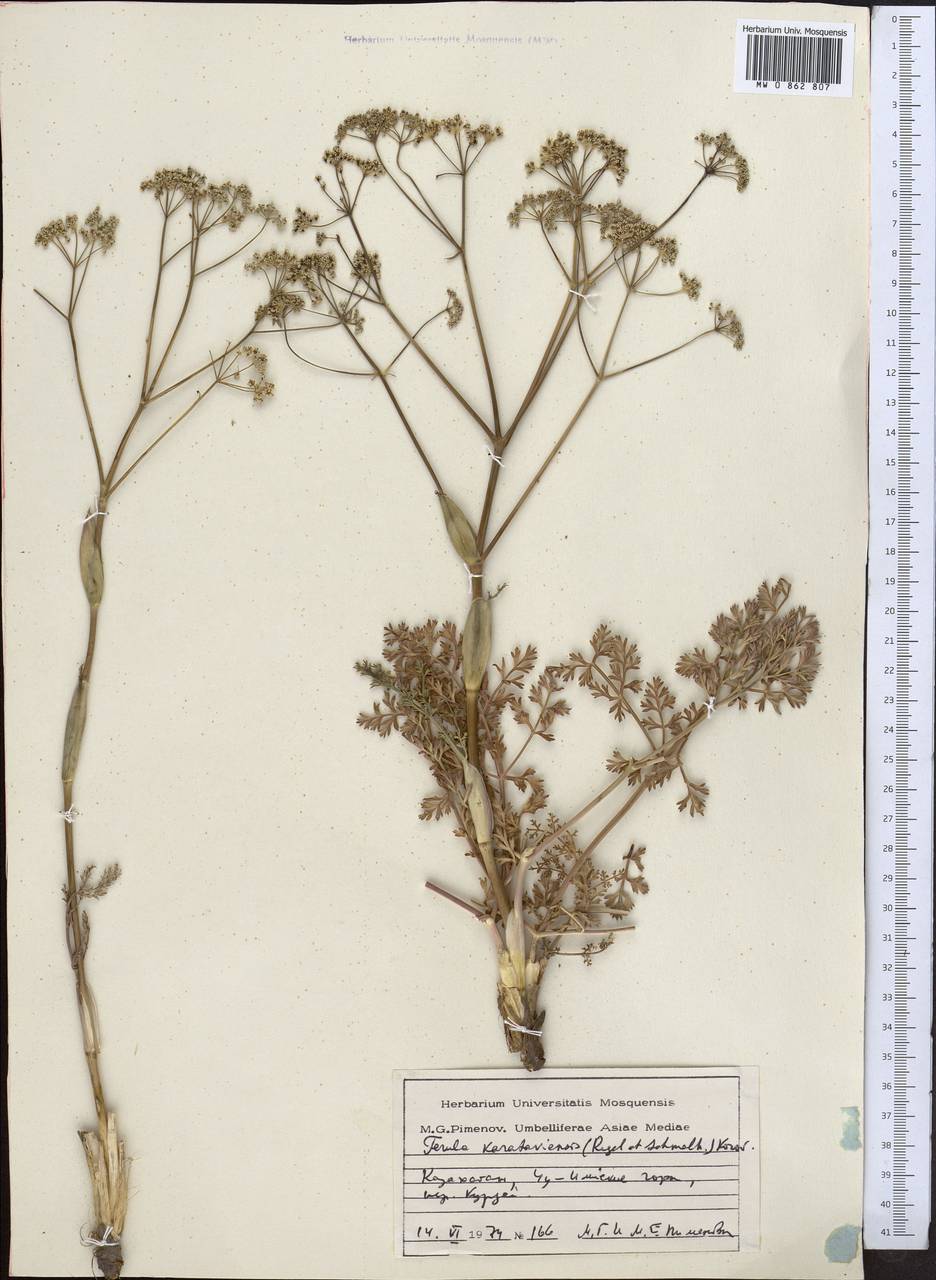 Ferula karataviensis (Regel & Schmalh.) Korovin, Middle Asia, Northern & Central Tian Shan (M4) (Kazakhstan)