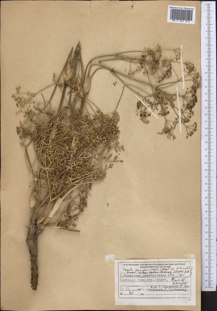 Ferula karataviensis (Regel & Schmalh.) Korovin, Middle Asia, Northern & Central Tian Shan (M4) (Kazakhstan)