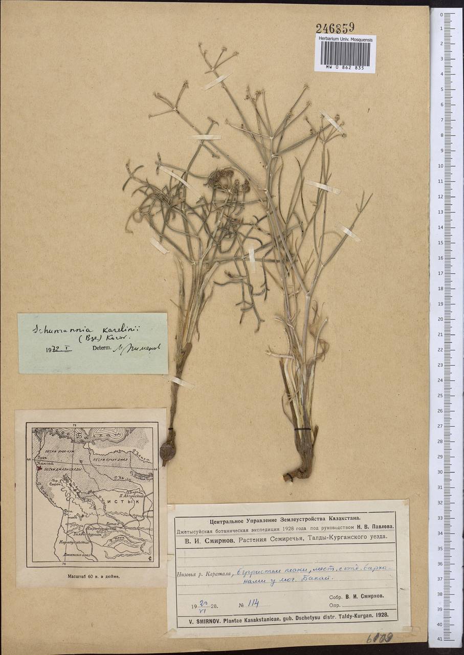 Ferula karelinii Bunge, Middle Asia, Muyunkumy, Balkhash & Betpak-Dala (M9) (Kazakhstan)