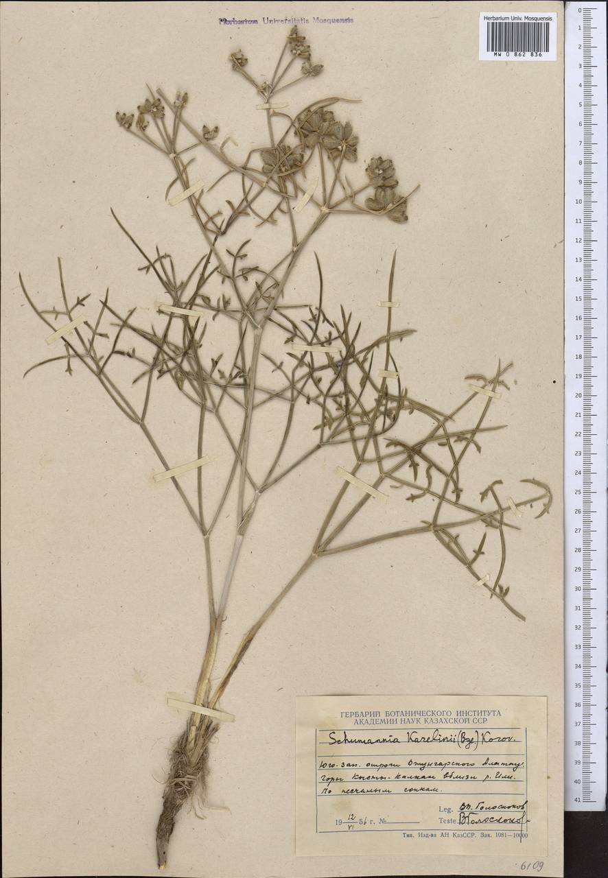 Ferula karelinii Bunge, Middle Asia, Dzungarian Alatau & Tarbagatai (M5) (Kazakhstan)