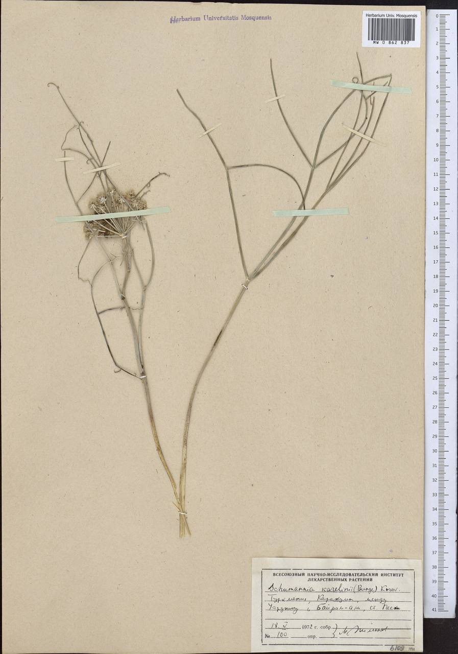 Ferula karelinii Bunge, Middle Asia, Karakum (M6) (Turkmenistan)