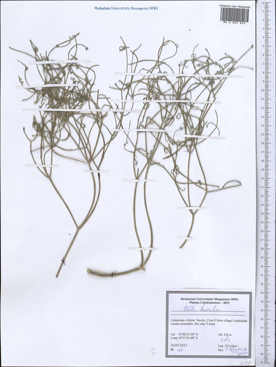 Ferula karelinii Bunge, Middle Asia, Syr-Darian deserts & Kyzylkum (M7) (Uzbekistan)