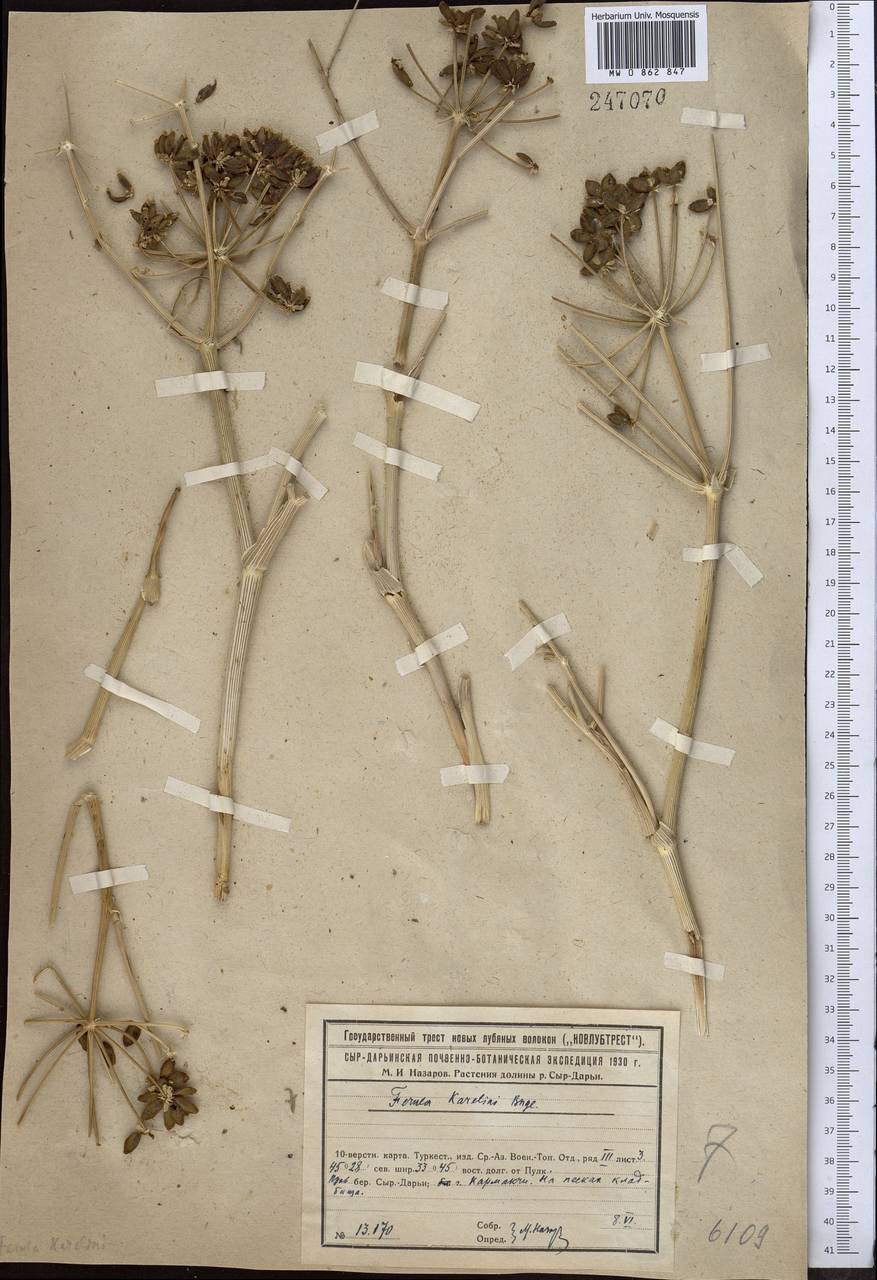 Ferula karelinii Bunge, Middle Asia, Syr-Darian deserts & Kyzylkum (M7) (Kazakhstan)