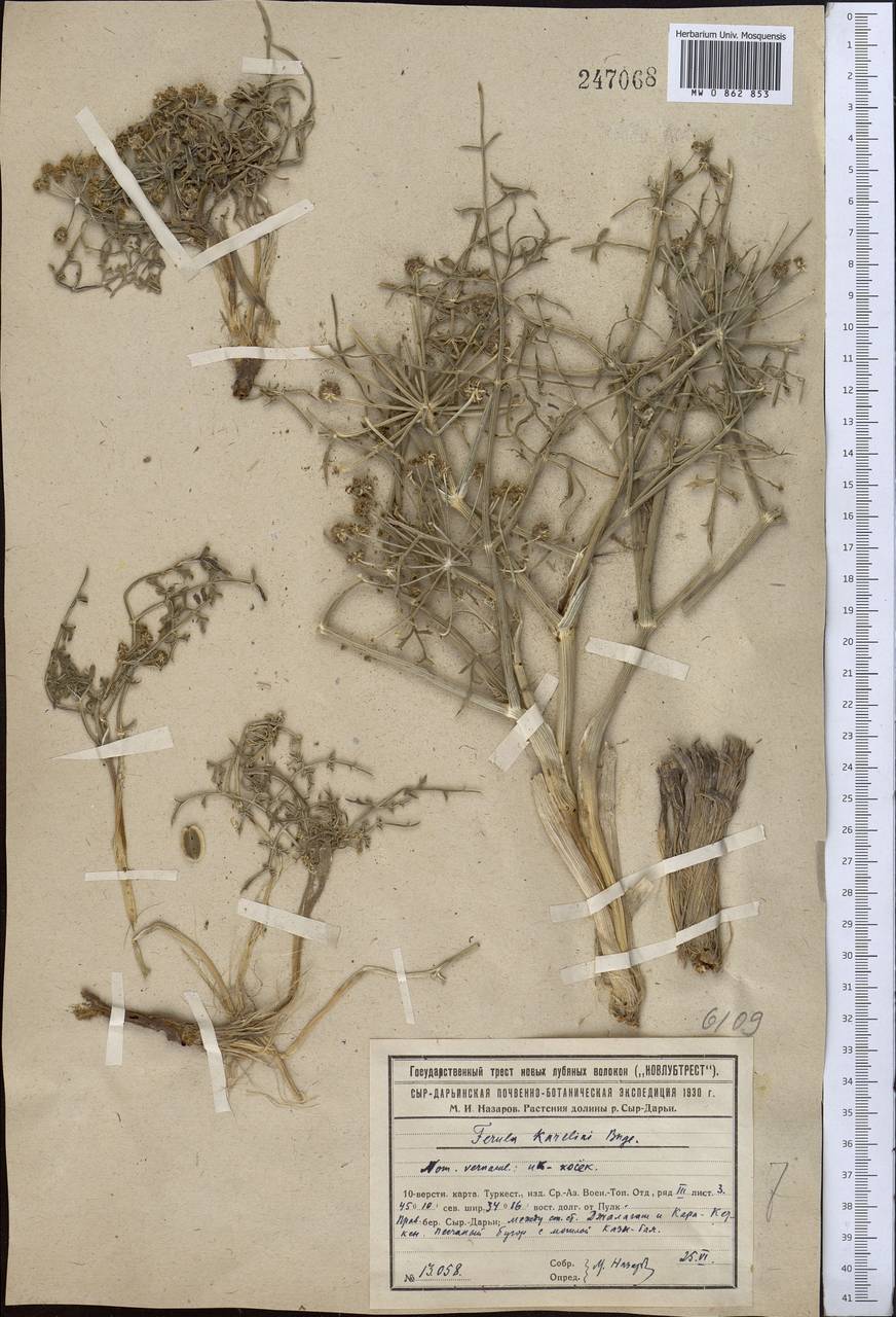 Ferula karelinii Bunge, Middle Asia, Syr-Darian deserts & Kyzylkum (M7) (Kazakhstan)