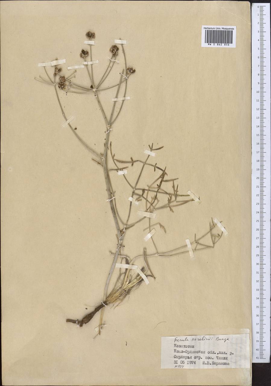 Ferula karelinii Bunge, Middle Asia, Syr-Darian deserts & Kyzylkum (M7) (Uzbekistan)
