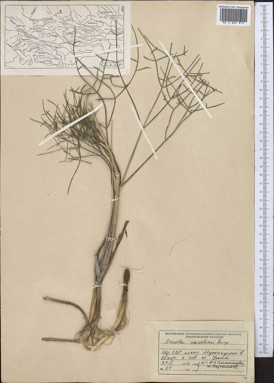 Ferula karelinii Bunge, Middle Asia, Muyunkumy, Balkhash & Betpak-Dala (M9) (Kazakhstan)