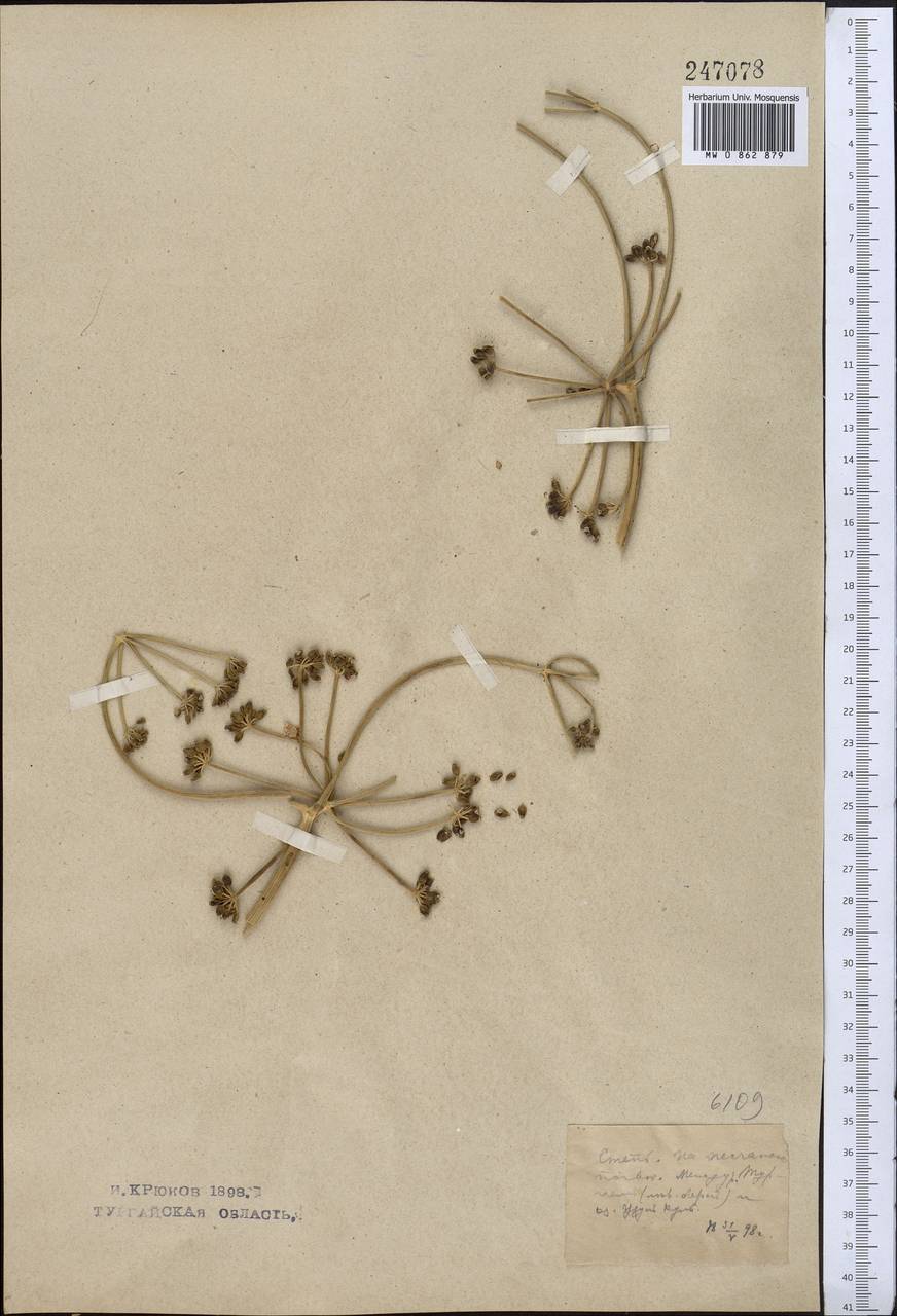 Ferula karelinii Bunge, Middle Asia, Northern & Central Kazakhstan (M10) (Kazakhstan)