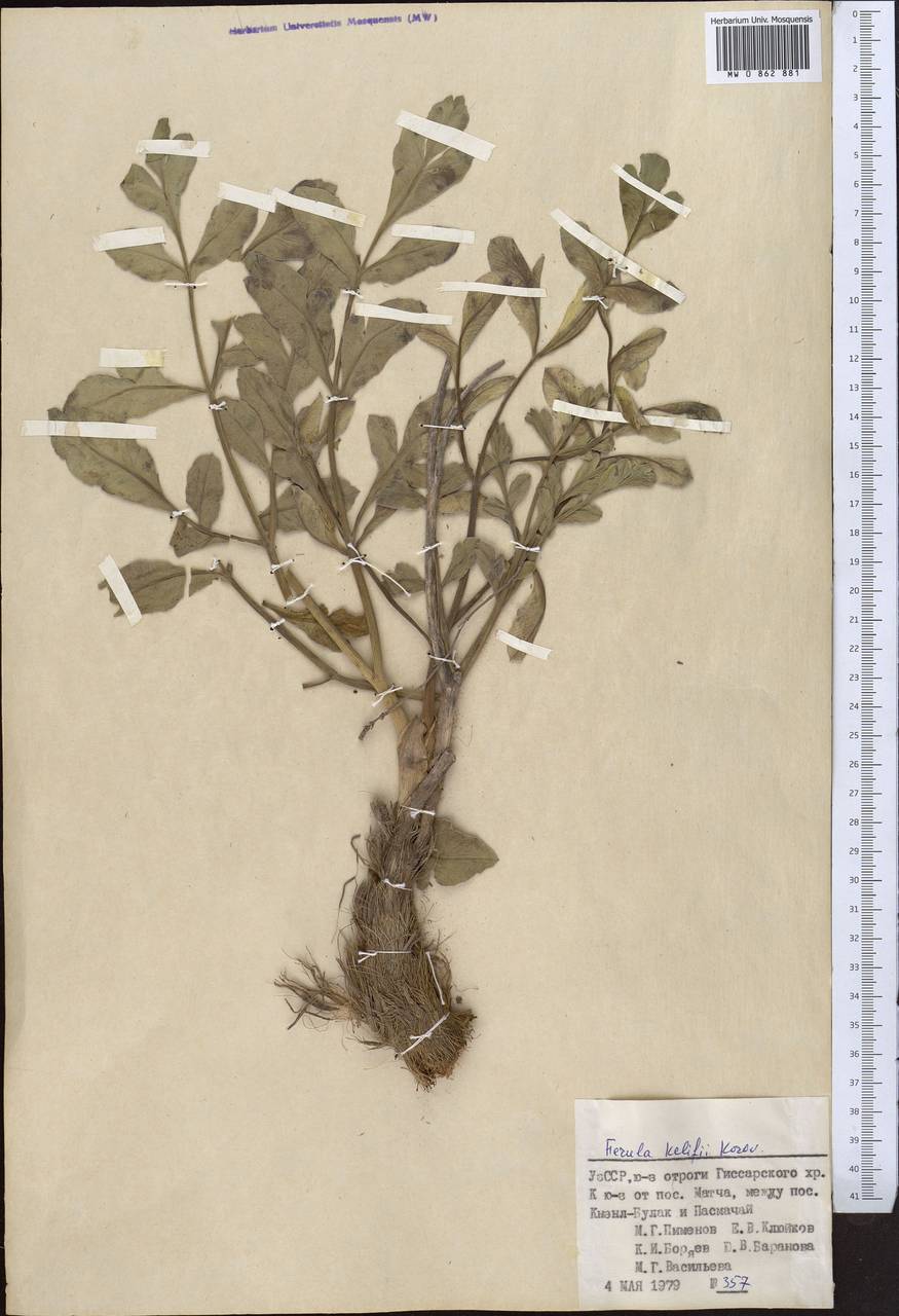 Ferula kelifi Korovin, Middle Asia, Pamir & Pamiro-Alai (M2) (Uzbekistan)