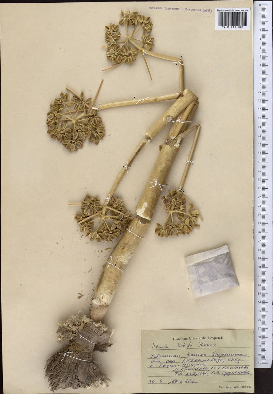 Ferula kelifi Korovin, Middle Asia, Syr-Darian deserts & Kyzylkum (M7) (Uzbekistan)