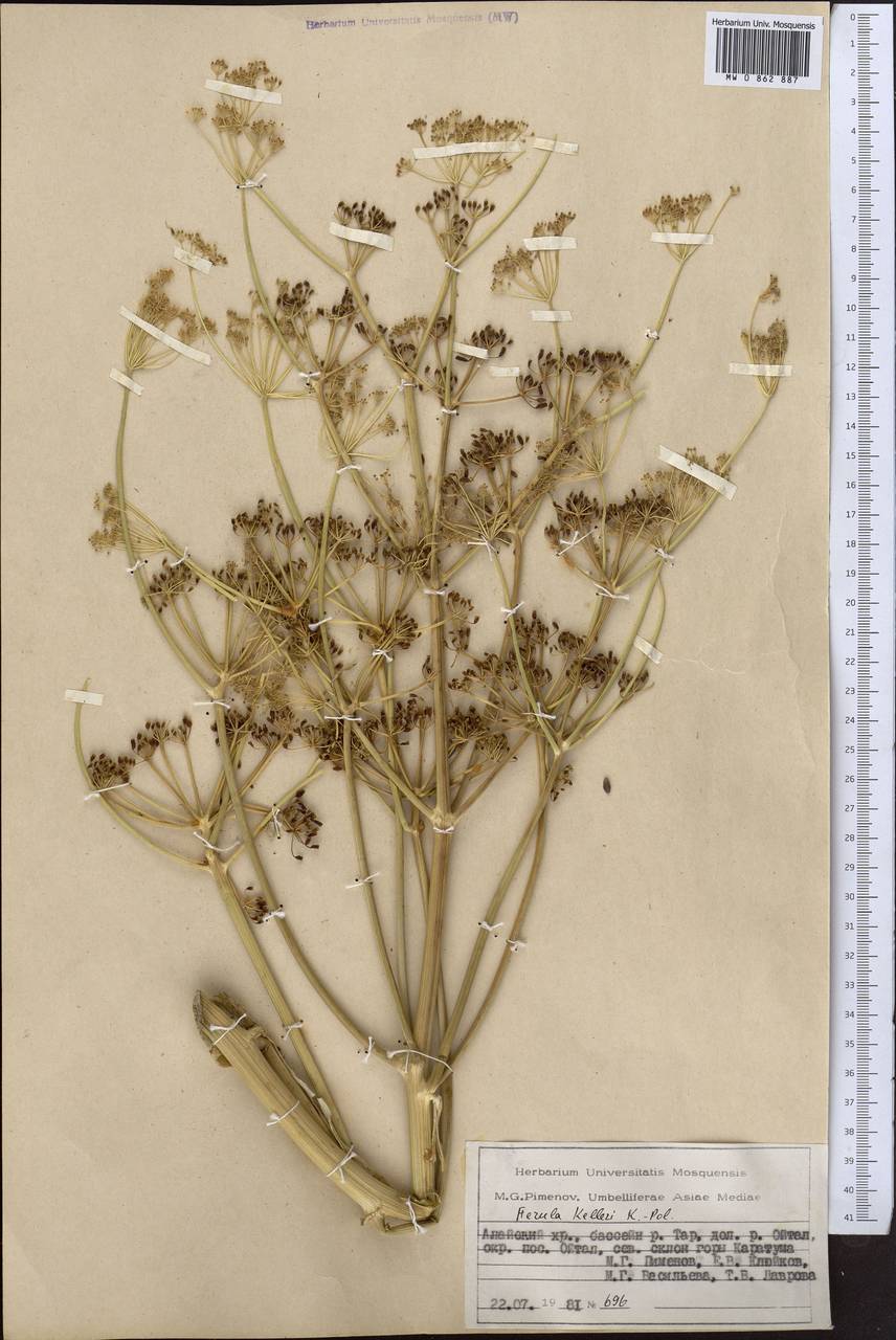 Ferula kelleri Koso-Pol., Middle Asia, Pamir & Pamiro-Alai (M2) (Kyrgyzstan)