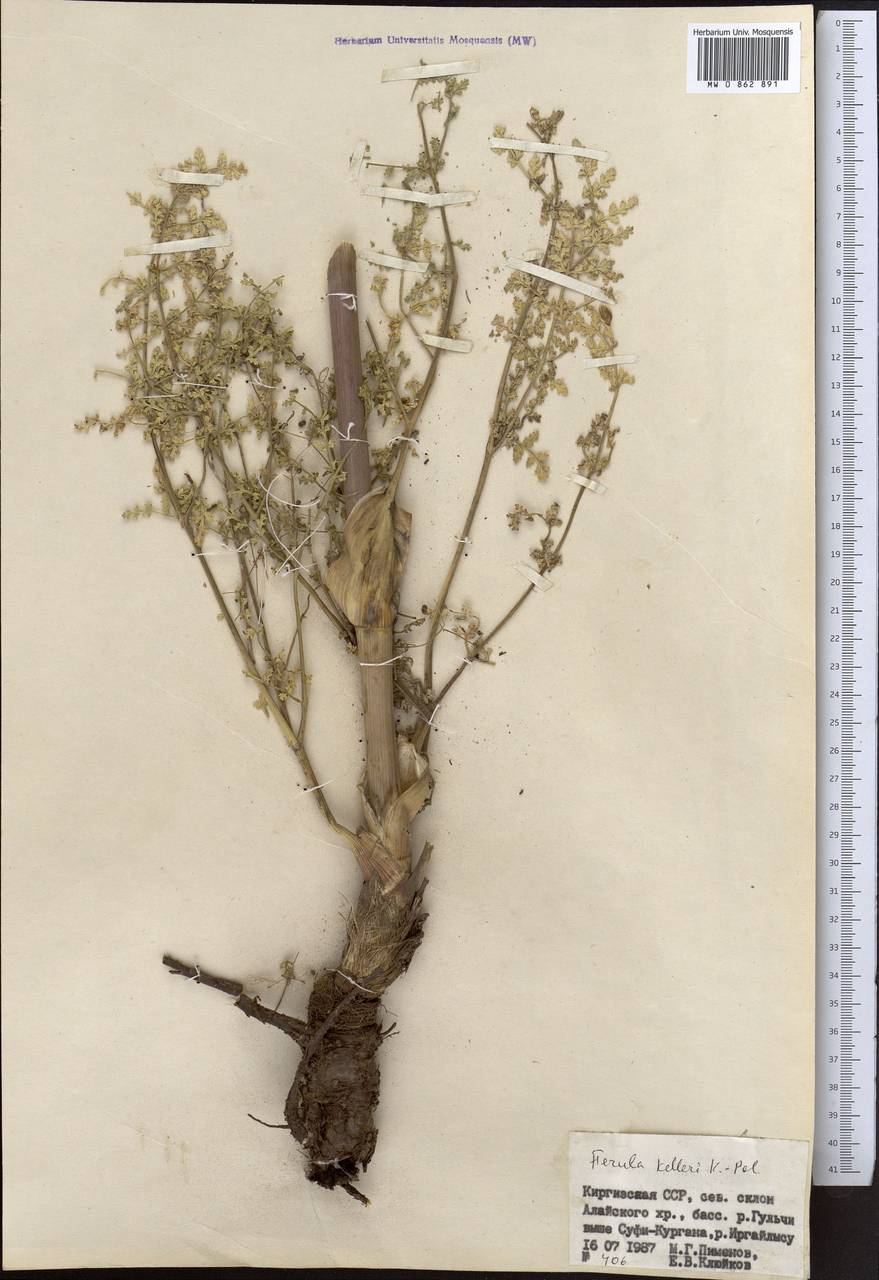 Ferula kelleri Koso-Pol., Middle Asia, Pamir & Pamiro-Alai (M2) (Kyrgyzstan)