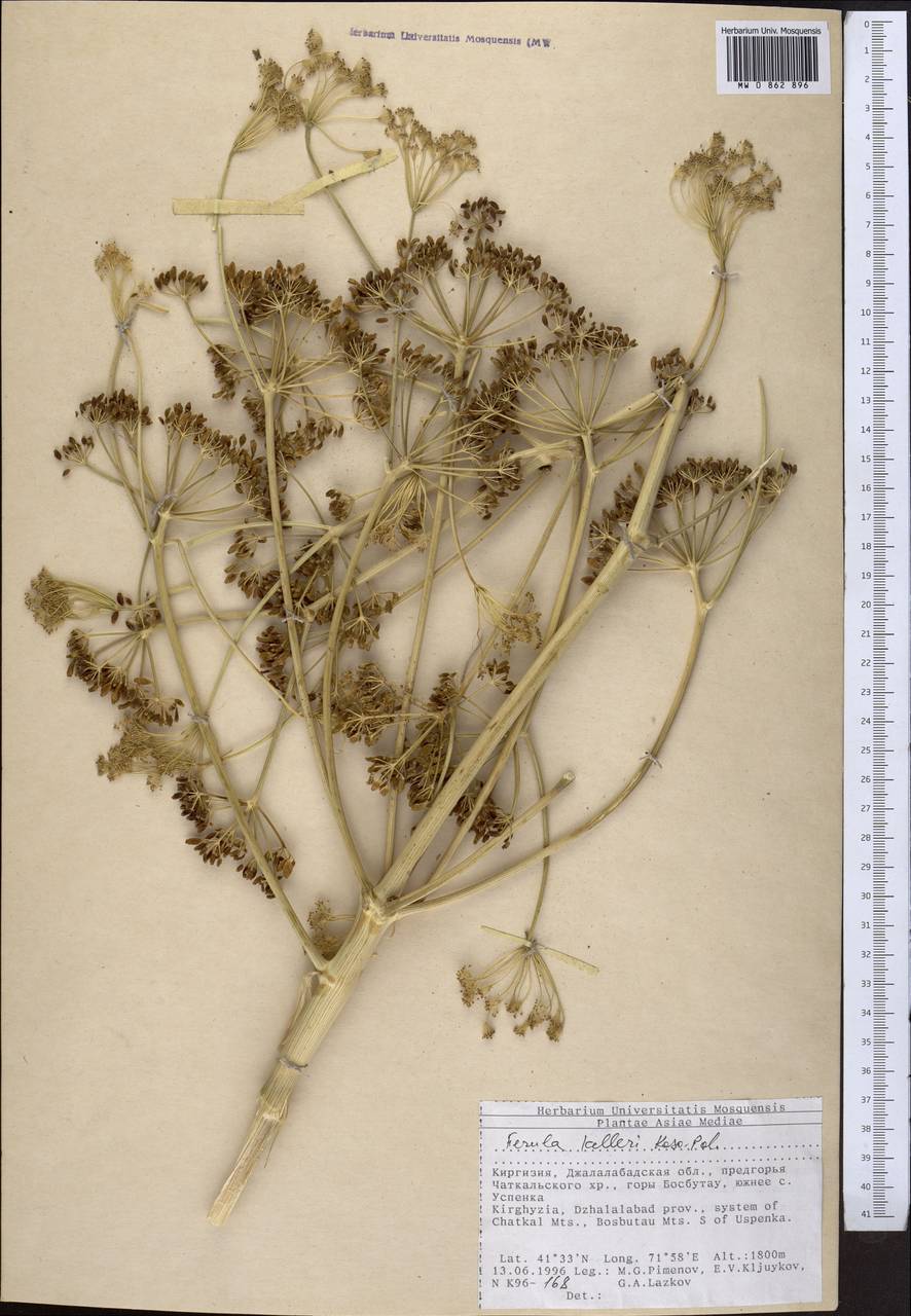 Ferula kelleri Koso-Pol., Middle Asia, Western Tian Shan & Karatau (M3) (Kyrgyzstan)