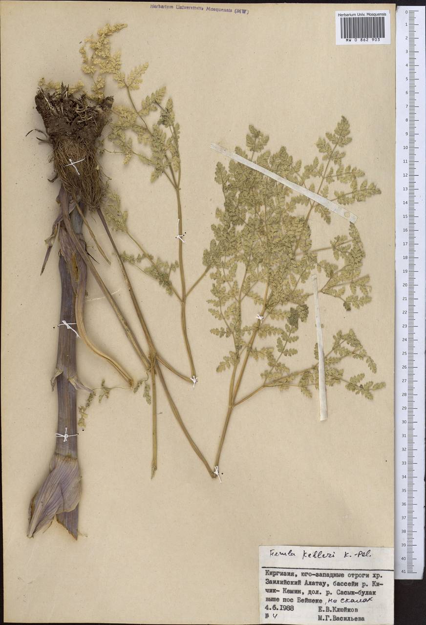 Ferula kelleri Koso-Pol., Middle Asia, Northern & Central Tian Shan (M4) (Kyrgyzstan)
