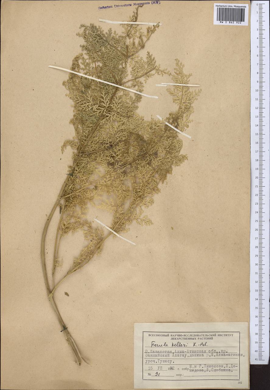 Ferula kelleri Koso-Pol., Middle Asia, Northern & Central Tian Shan (M4) (Kazakhstan)