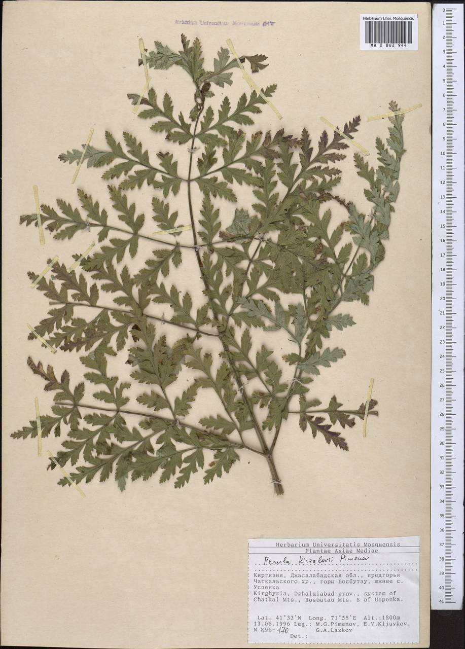 Ferula kirialovii Pimenov, Middle Asia, Western Tian Shan & Karatau (M3) (Kyrgyzstan)