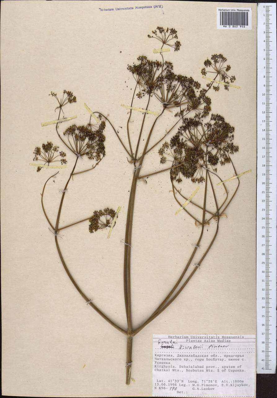 Ferula kirialovii Pimenov, Middle Asia, Western Tian Shan & Karatau (M3) (Kyrgyzstan)