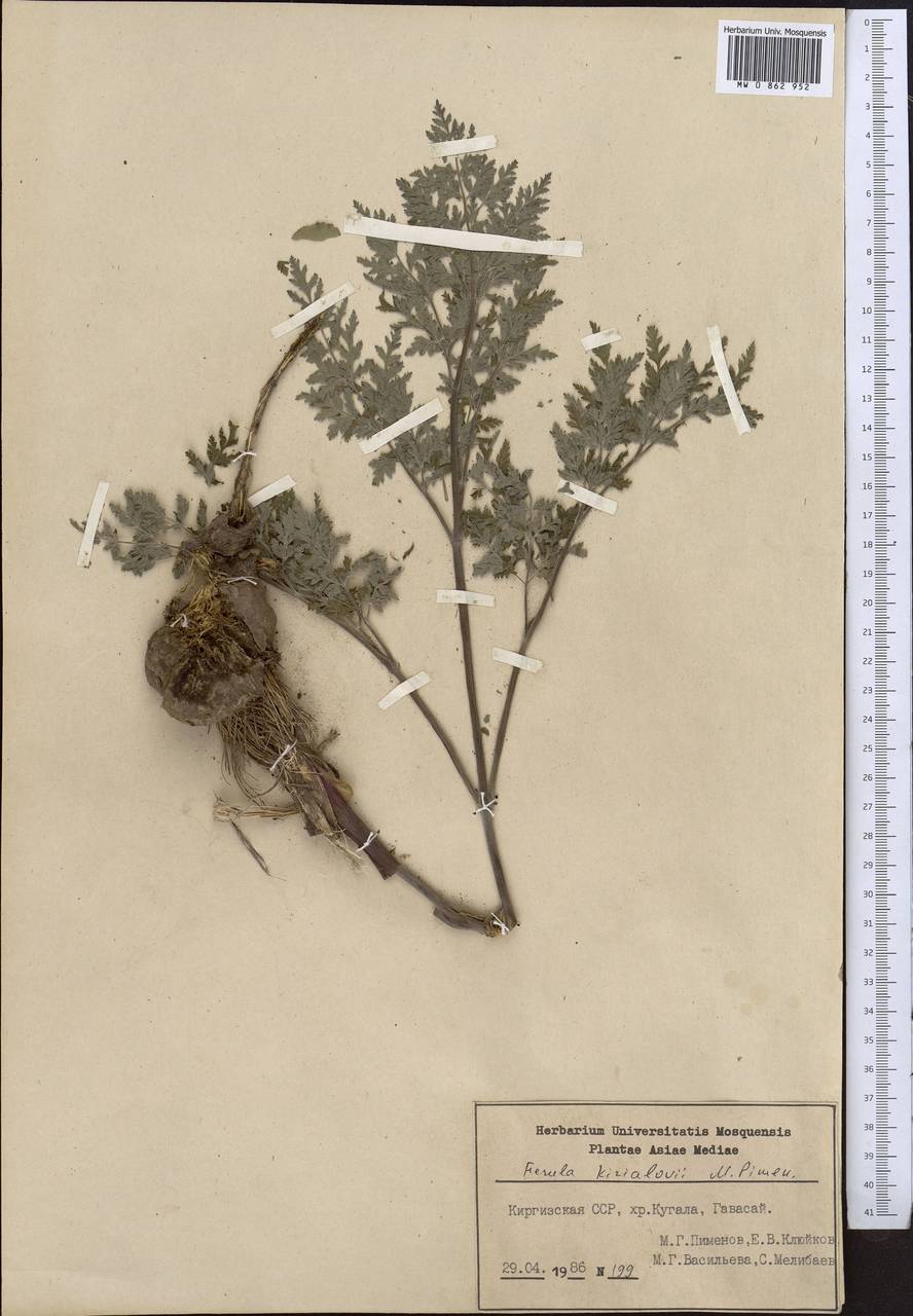 Ferula kirialovii Pimenov, Middle Asia, Western Tian Shan & Karatau (M3) (Kyrgyzstan)