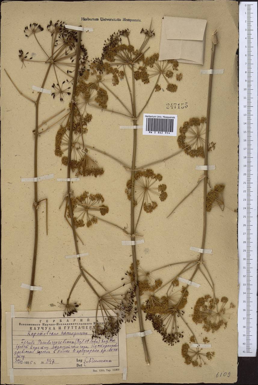 Ferula kirialovii Pimenov, Middle Asia, Western Tian Shan & Karatau (M3) (Kazakhstan)