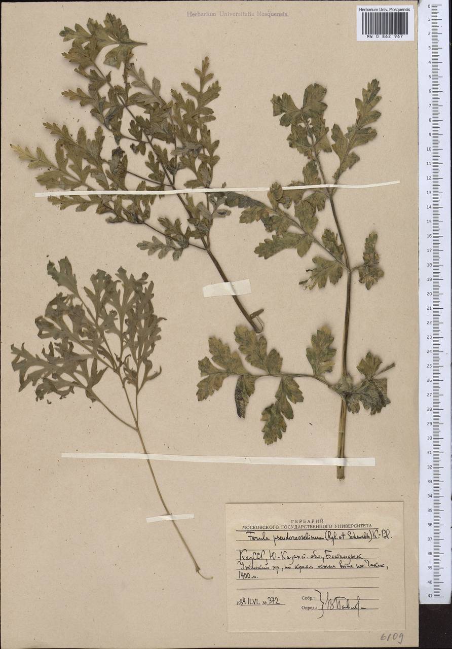 Ferula kirialovii Pimenov, Middle Asia, Western Tian Shan & Karatau (M3) (Uzbekistan)