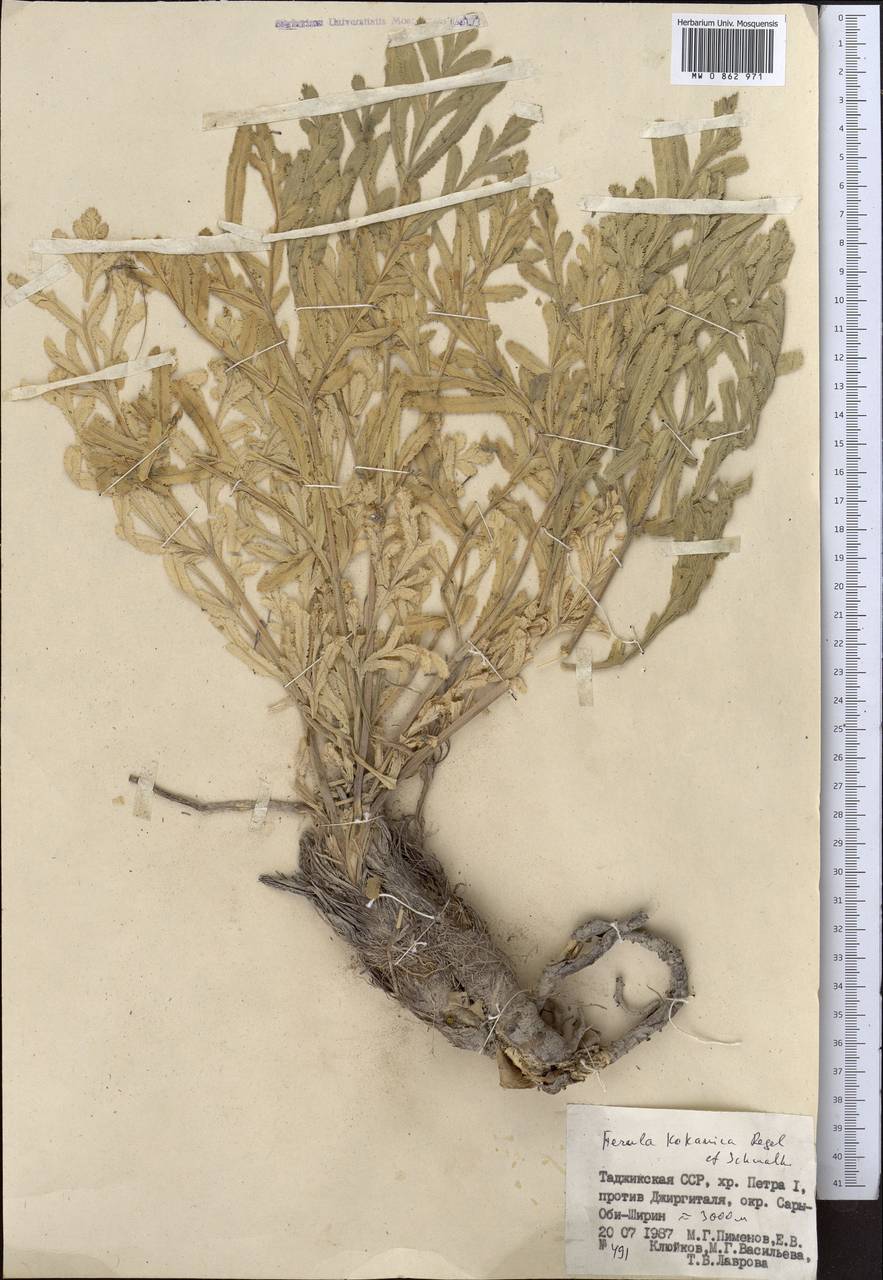 Ferula kokanica Regel & Schmalh., Middle Asia, Pamir & Pamiro-Alai (M2) (Tajikistan)