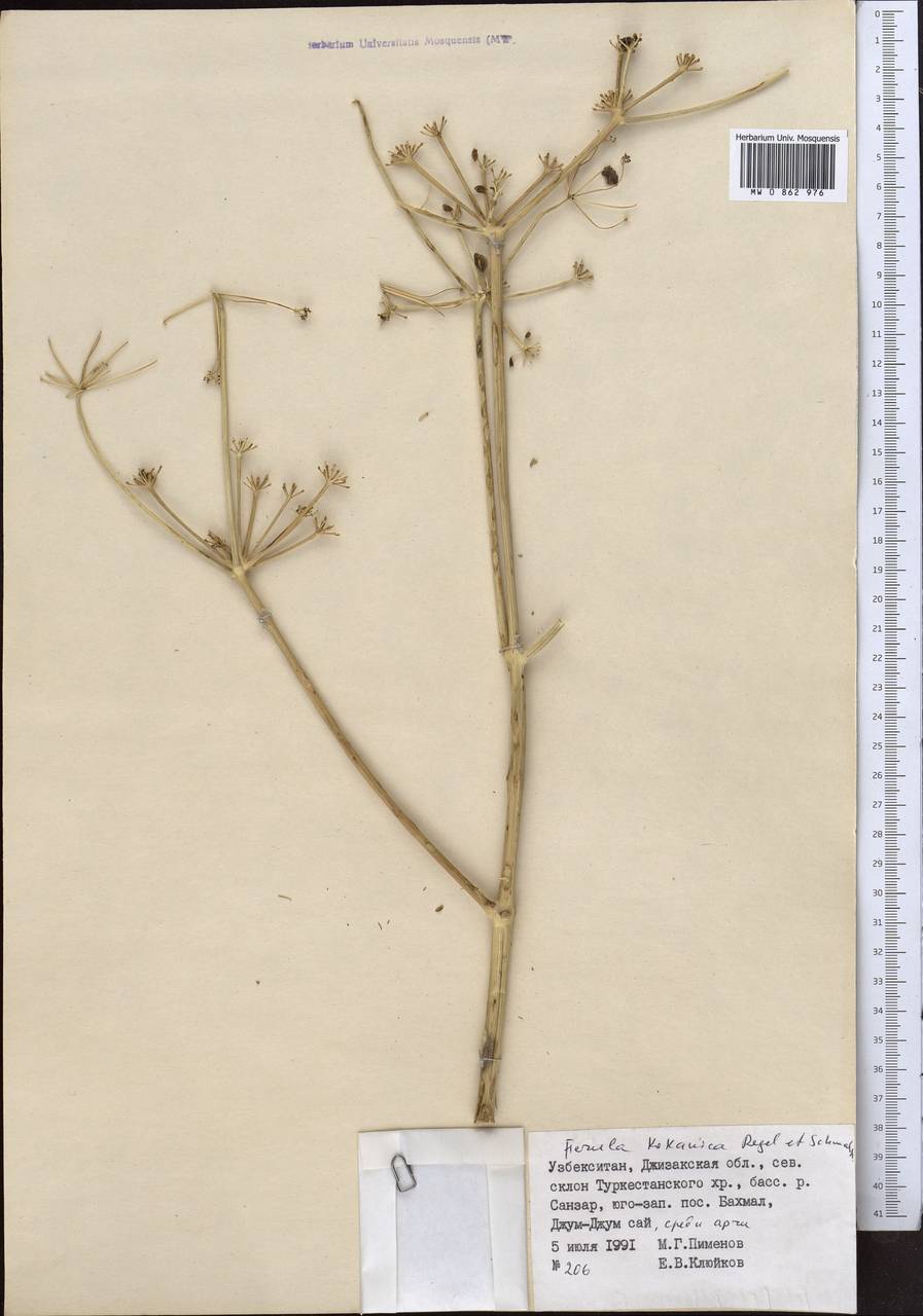 Ferula kokanica Regel & Schmalh., Middle Asia, Pamir & Pamiro-Alai (M2) (Uzbekistan)