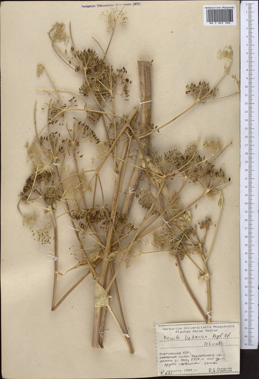 Ferula kokanica Regel & Schmalh., Middle Asia, Pamir & Pamiro-Alai (M2) (Kyrgyzstan)