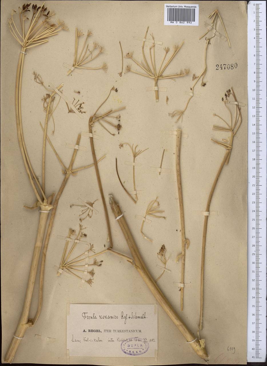 Ferula kokanica Regel & Schmalh., Middle Asia, Pamir & Pamiro-Alai (M2) (Tajikistan)